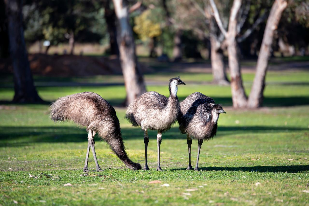 Breeze Holiday Parks - Grampians Halls Gap Exterior photo